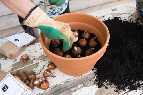 Тюльпаны на выгонку к 8 марта в домашних условиях когда сажать. Нежный букет к 8 Марта — выгонка тюльпанов дома
