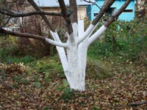 Что делают люди осенью в доме саду и огороде. Что делают люди осенью.