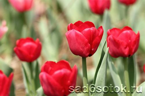 Поздние махровые тюльпаны. Триумф