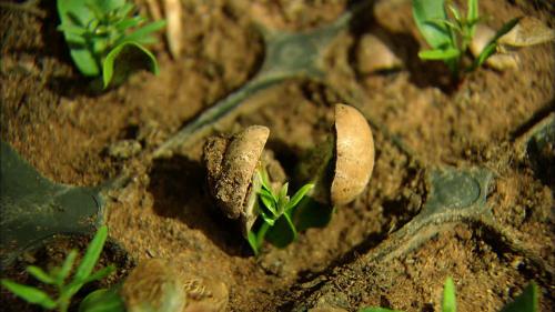 Что такое аргана растение. Общие сведения о растении