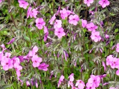 Как и когда рассадить флоксы весной. Виды и сорта флоксов