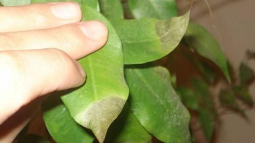 Как спасти каучуконосный фикус опали все листья. Как реанимировать фикус