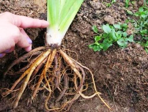 Как посадить лилейники осенью. Осенняя посадка лилейников и подготовка к зиме