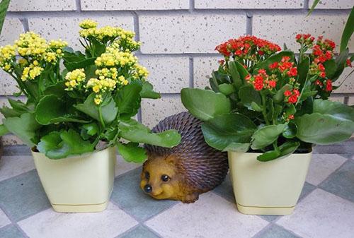 Уход за каланхоэ каландива Блоссфельда в домашних условиях. История открытия и селекции каланхоэ Блоссфельда