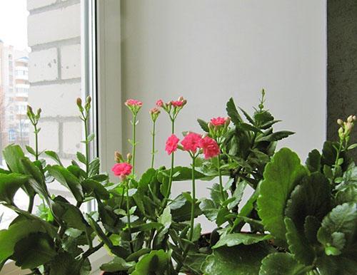 Каланхоэ Блоссфельда уход в домашних условиях. Каланхоэ Блоссфельда: яркий суккулент родом из тропиков