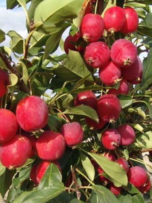 Культурные растения Плодовые. Плодовые культуры — это увлекательно