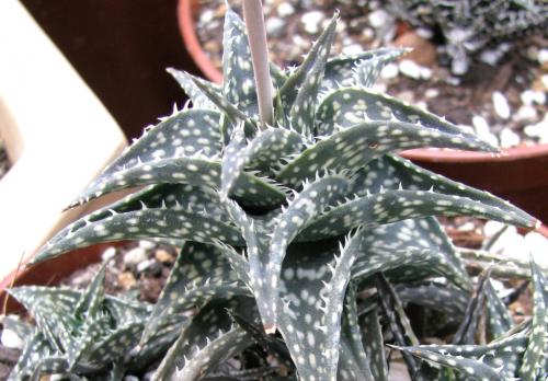 Алоэ кампери лечебные свойства. Разновидности алоэ: виды лекарственых и декоративных алоэ