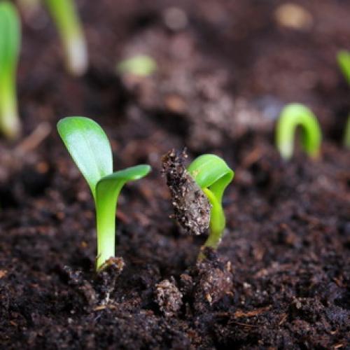 Культурное растение огурец. Растение огурец: основные биологические особенности