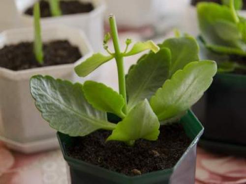 Каланхоэ Блоссфельда уход в домашних условиях. Каланхоэ Блоссфельда: яркий суккулент родом из тропиков