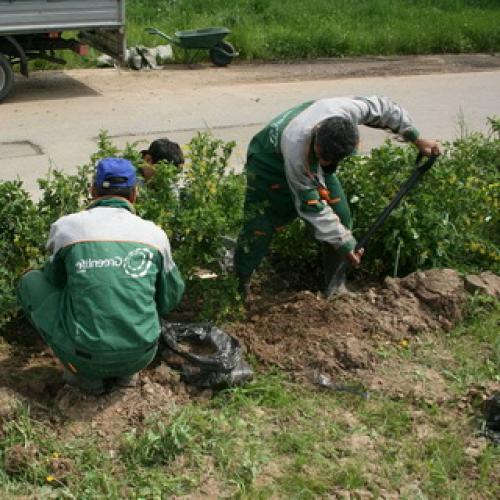 Как правильно сажать живую изгородь: правила, технология и схема посадки