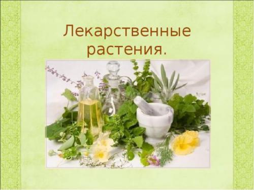 Беседа, что такое лекарственные растения цель. Беседа с детьми подготовительной группы о лекарственных растениях