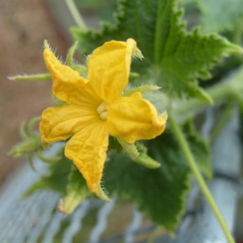 Культурное растение огурец. Растение огурец: основные биологические особенности