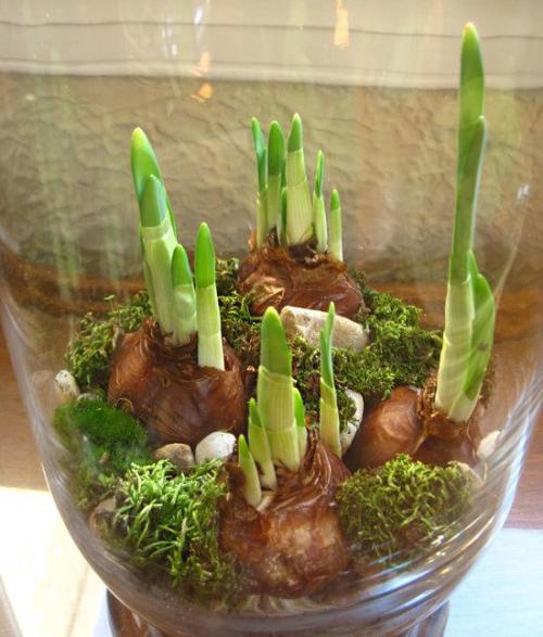 Как вырастить цветы в вазе. Как вырастить луковичные цветы в домашних условиях