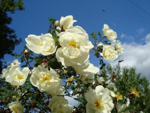 Шиповник это лекарственное растение. Чем полезен шиповник