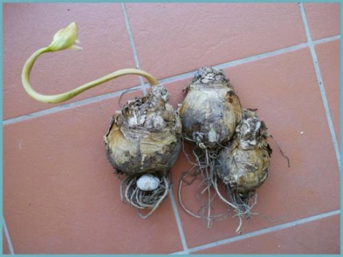 Когда цветут садовые амариллисы. Амариллис садовый многолетний: посадка, выращивание и уход