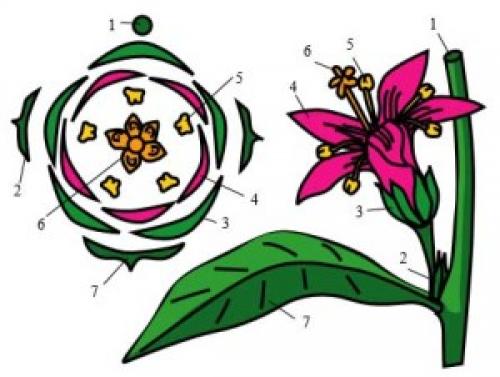 Диаграмма цветков. Диаграмма цветка