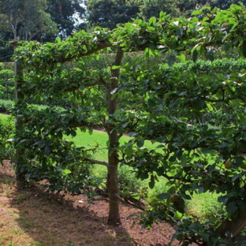 Как правильно сажать живую изгородь: правила, технология и схема посадки