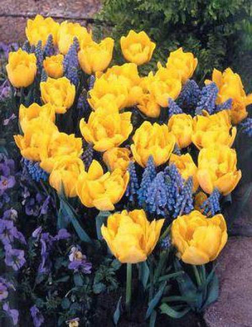 Махровые поздние тюльпаны. Поздноцветущие махровые тюльпаны