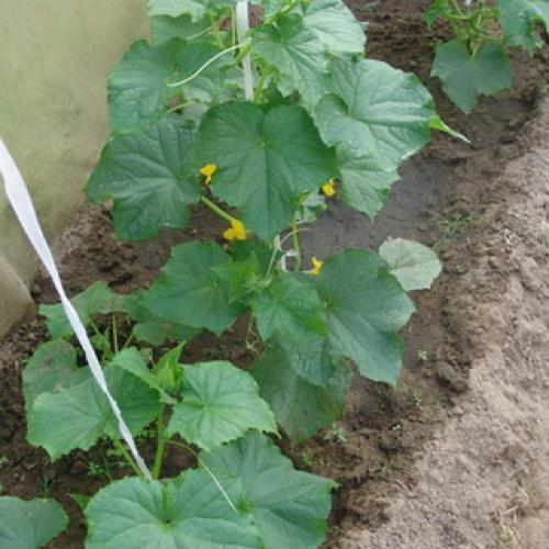 Культурное растение огурец. Растение огурец: основные биологические особенности