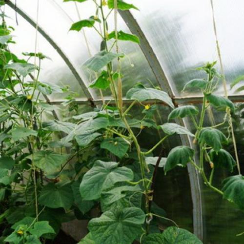 Культурное растение огурец. Растение огурец: основные биологические особенности