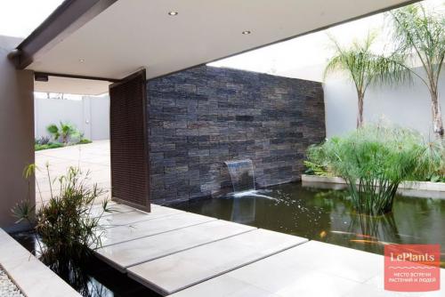 Цветы которые растут в воде дома. Водные растения