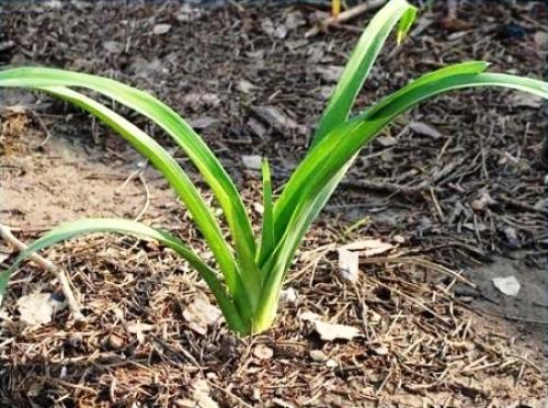 Как посадить лилейники осенью. Осенняя посадка лилейников и подготовка к зиме