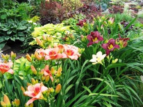 Как посадить лилейники осенью. Осенняя посадка лилейников и подготовка к зиме