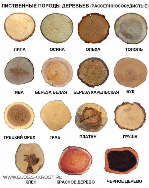 Как узнать, что за дерево. Определение породы древесины