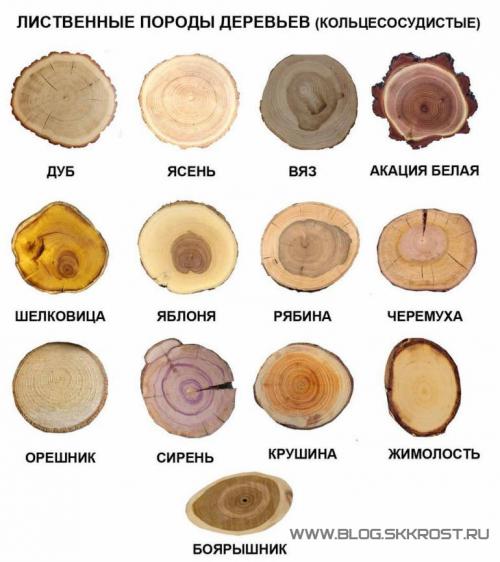 Как узнать, что за дерево. Определение породы древесины