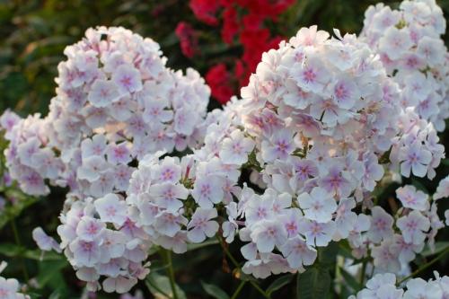 Флоксы сорта. Виды и вариации Флоксов