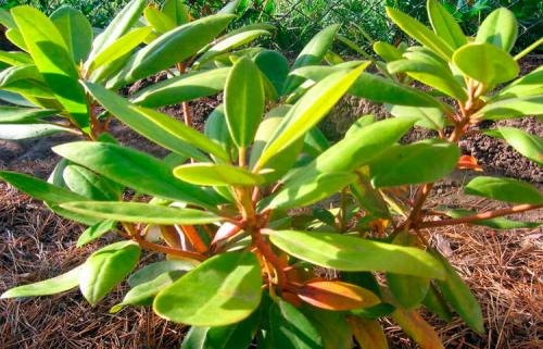 Почему желтеют листья у рододендрона осенью. Причини пожелтения листьев у рододендрона