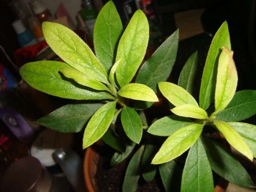 Почему желтеют нижние листья у рододендронов. Желтеют листья у рододендрона — основные причины и способы лечения