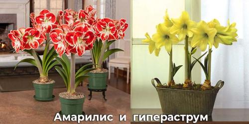 Амариллис цветок когда цветет. Описание амариллиса