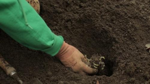 Как и когда рассаживать флоксы и когда. Когда пересаживать флоксы лучше всего