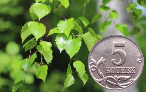 Как вырастить луковицу гладиолуса. Сроки посадки гладиолуса весной