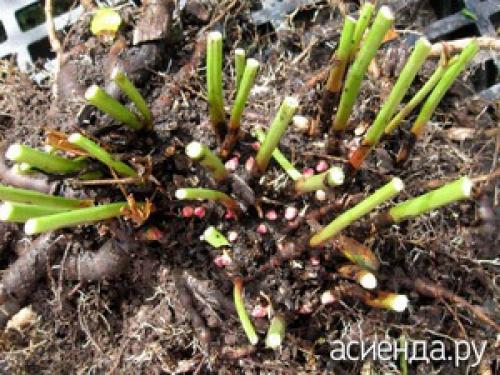 Когда и как рассаживать флоксы и пионы. Как и когда пересаживать пионы после цветения?