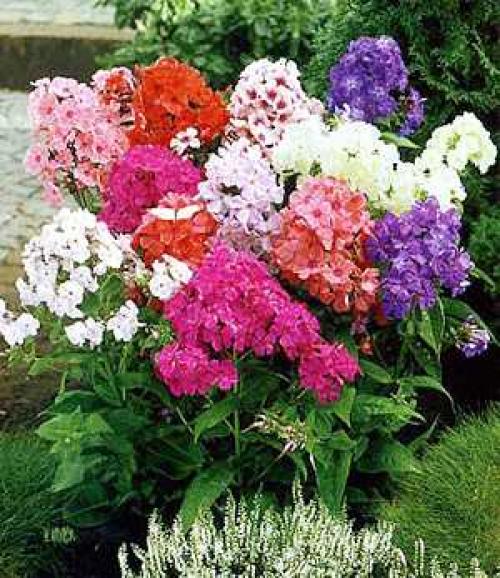 Как сажать осенью флоксы. Флоксы - уход, выращивание, посев