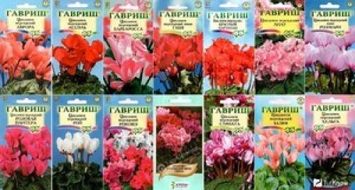 Цикламен персидский уход в домашних условиях из семян. Где взять семена для посадки цикламена?