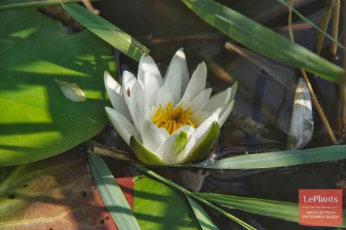 Цветы которые растут в воде дома. Водные растения