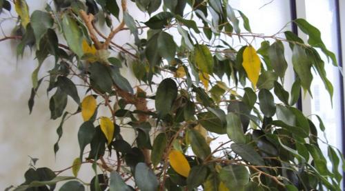 Как спасти каучуконосный фикус опали все листья. Как реанимировать фикус