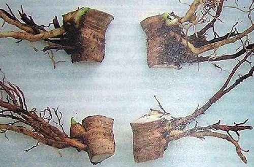 Как размножить флоксы осенью. Размножение корневыми черенками