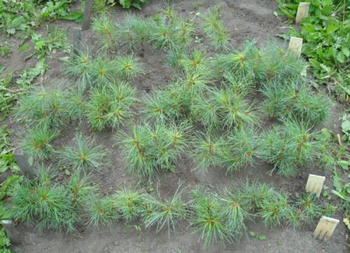 Как пересадить кедр ему 5 лет. Как правильно пересадить кедр сибирский