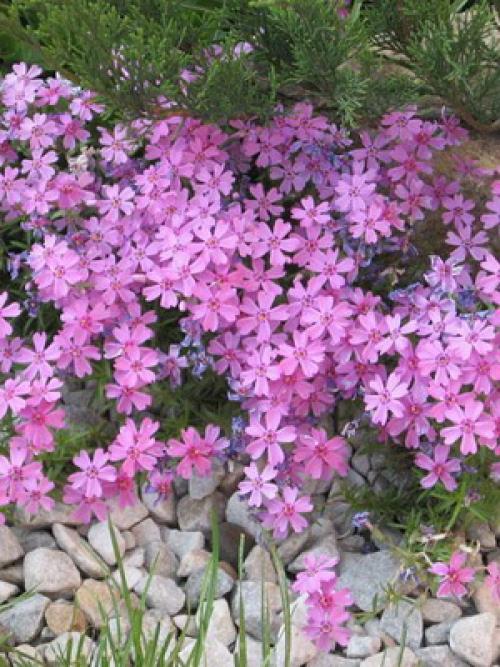 Всё про флоксы. Как выращивать многолетние шиловидные флоксы?