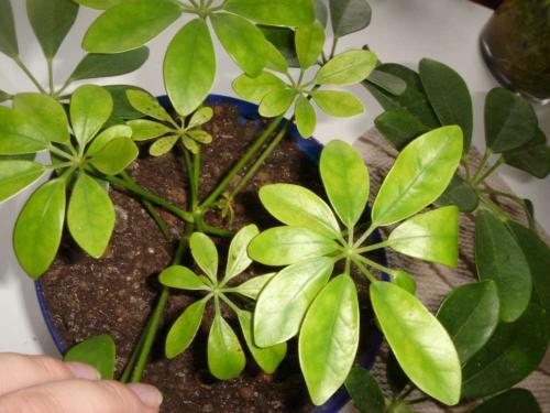 Почему желтеют нижние листья у рододендронов. Желтеют листья у рододендрона — основные причины и способы лечения