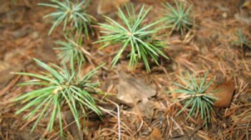 Как пересадить саженец кедра с одного места на другое. Пересадка кедра