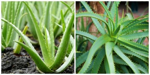 Алоэ с медом — рецепты для желудка, иммунитета и от кашля