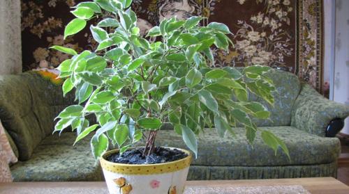Почему не растет фикус каучуконосный в домашних условиях. Почему перестал расти фикус?