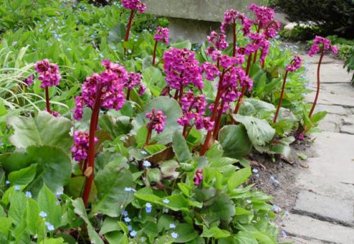 Что посадить рядом с баданом. Посадка рассады бадана в открытый грунт