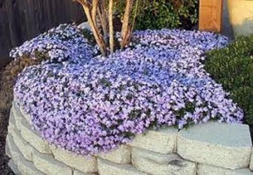 Когда садят флоксы. Советы садоводам: когда сажать флоксы