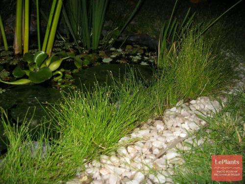 Цветы которые растут в воде дома. Водные растения